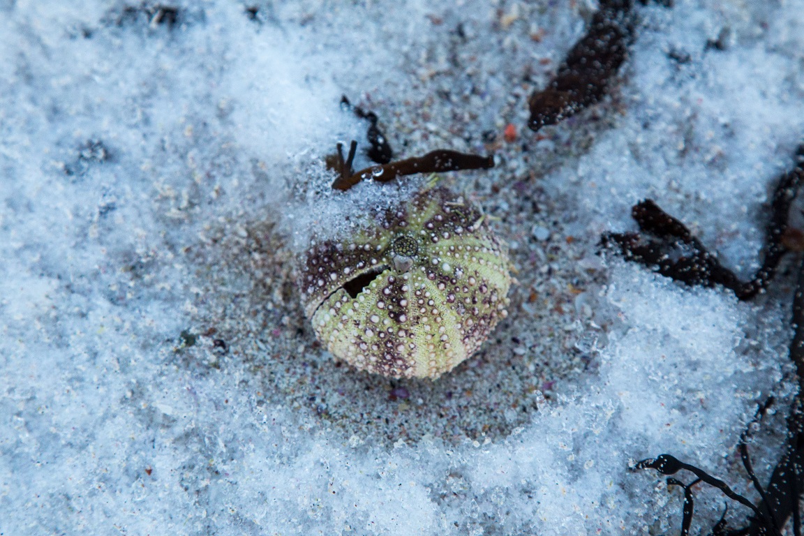 Grön sjöborre, Green sea urchin, Strongylocentrotus droebachiensis