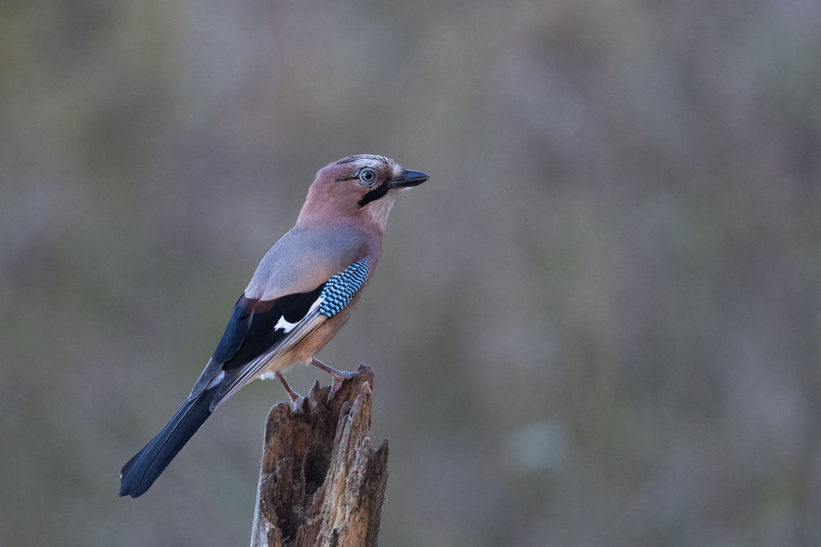 Nötskrika, Eurasian Jay, Garrulus glandarius