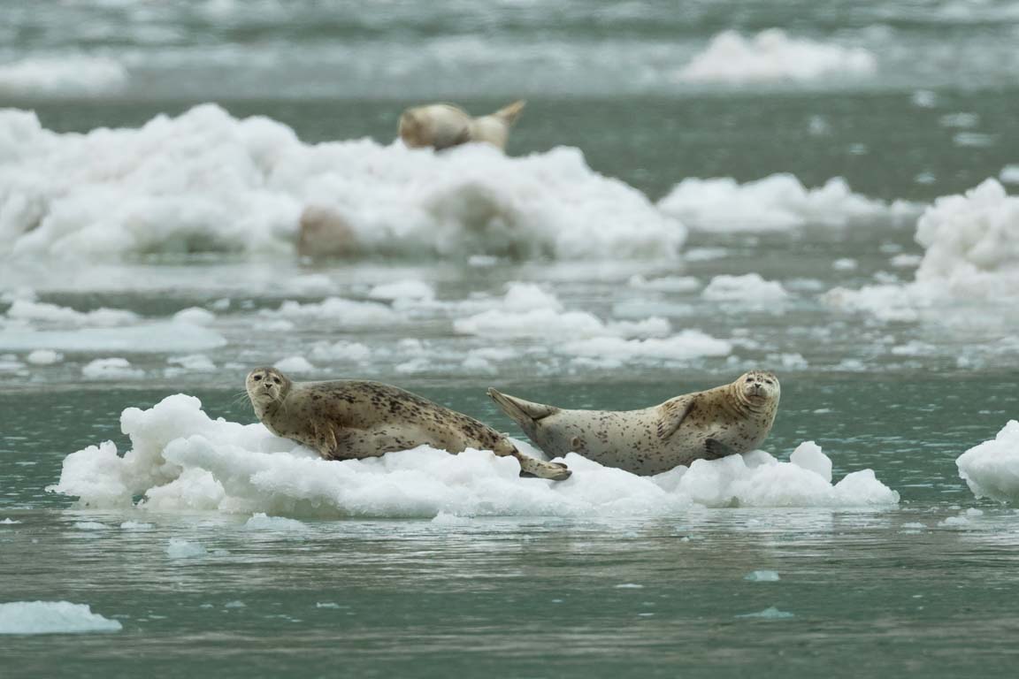 Knubbsäl, Harbour seal, Phoca vitulina